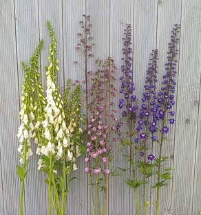 Ассортимент