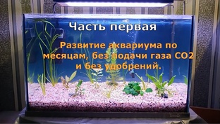 Аквариум без подачи газа СО2 и без удобрений, на питательной подложке.