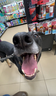 Рокки-блогер