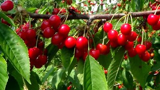 ВИШНИ- ЧЕРЕШНИ- ДЮК