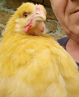 Содержание домашней птицы