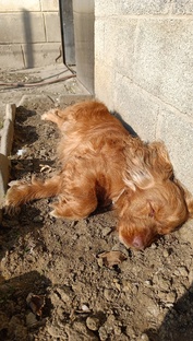 Спаниелька 