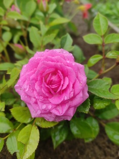 Растения для сада