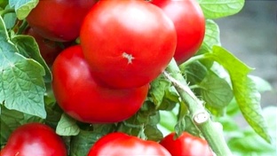 Томаты