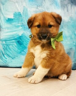 Счастливы дома