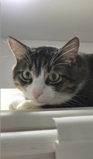 Обои с кошками