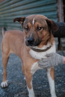 О чём думают пёсики