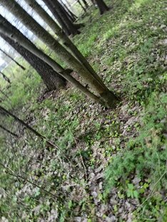 Лесные прогулки