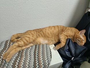 Трудовые будни Ученого Кота