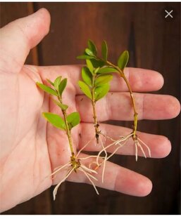 Черенкование растений