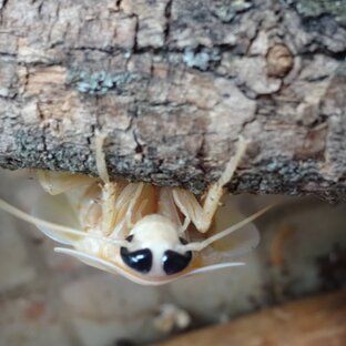 Быт Насекомых