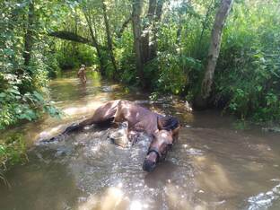 ПроКони и ПроЛюди