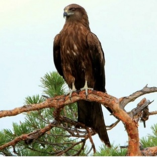 Коршун: охотник неба с глазами-радарами