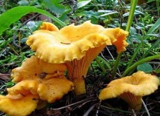 кулинарные рецепты