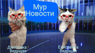 мур новости все выпуски
