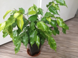 Стирижка фикусов