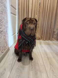 Китайский Шар-пей Марвин 