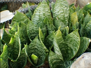 Сорта Сансеверий