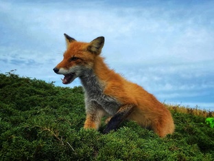 Сахалин и Курилы