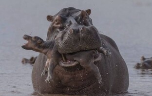 Животные в науке, которую мы не знали