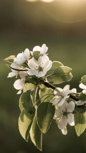 Под вишнями