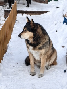 животный мир