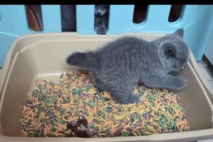Чистоплотные котята у нас