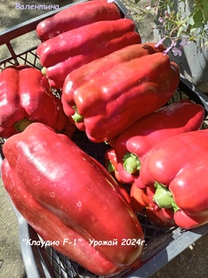 ПЕРЕЦ СЛАДКИЙ.  2024 ГОД,