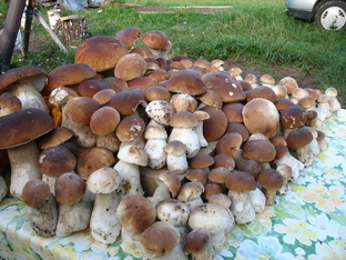 Лесные дары