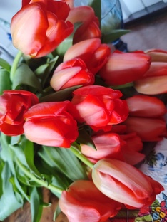 ПРЕКРАСНЫЕ ТЮЛЬПАНЫ ДЛЯ ПРЕКРАСНЫХ ДАМ 