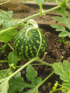 Наш огород.