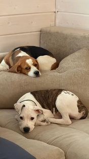 Домашние питомцы 