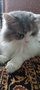 Киса Настя