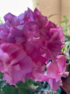 Дети и цветы - вот мое призвание