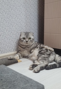 Хозяин когтеточки