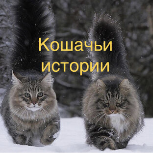 Рассказы о кошках. Кошачьи истории. 