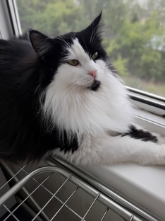 Руфина. Моя большая, пушистая любовь❤️