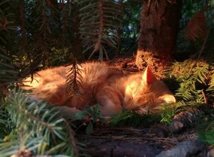 🍄факты о котах-воителях🍄