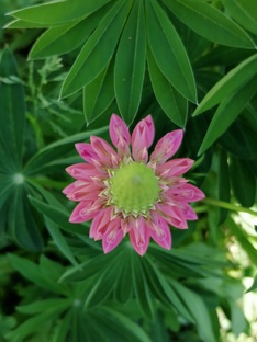 Музыка природы. 