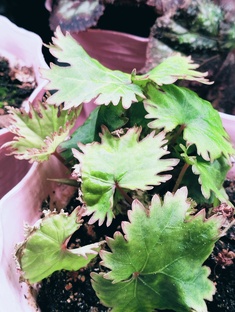 Моя коллекция растений