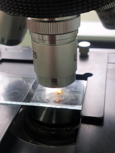 Изучение плесени 