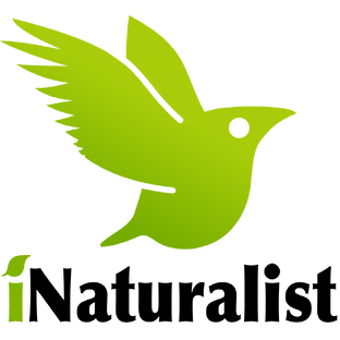 iNaturalist