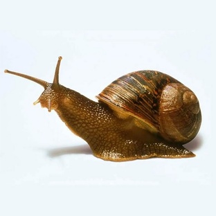 Улитки: медленные, но удивительные обитатели планеты