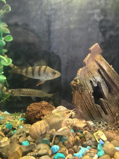 Щука задний ход 