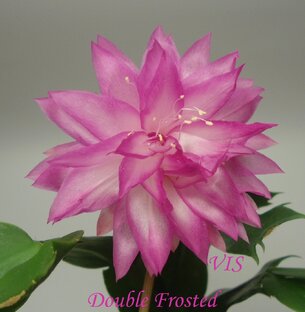 🌸Фиалки 🌸Шлюмбергеры🌸Витебск🌸