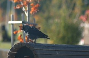 Птицы, у которых своё небо  