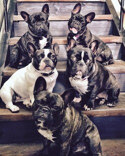 Братья наши меньшие