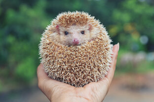  Заметки о животных. Интересно и познавательно