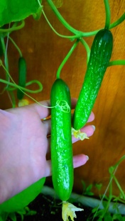 Огород на окне