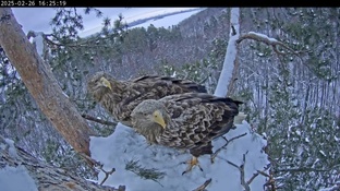 Онлайн-трансляция из гнезда орлана-белохвоста